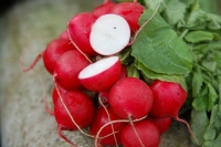 Raphanus sativus Pink Beauty