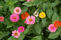 Zinnia elegans Button Box Mixture