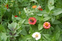Zinnia elegans Button Box Mixture