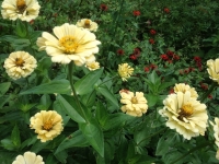 Zinnia elegans Isabellina