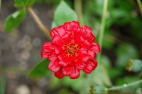 Zinnia elegans Scarlet Flame