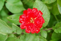 Zinnia elegans Scarlet Flame