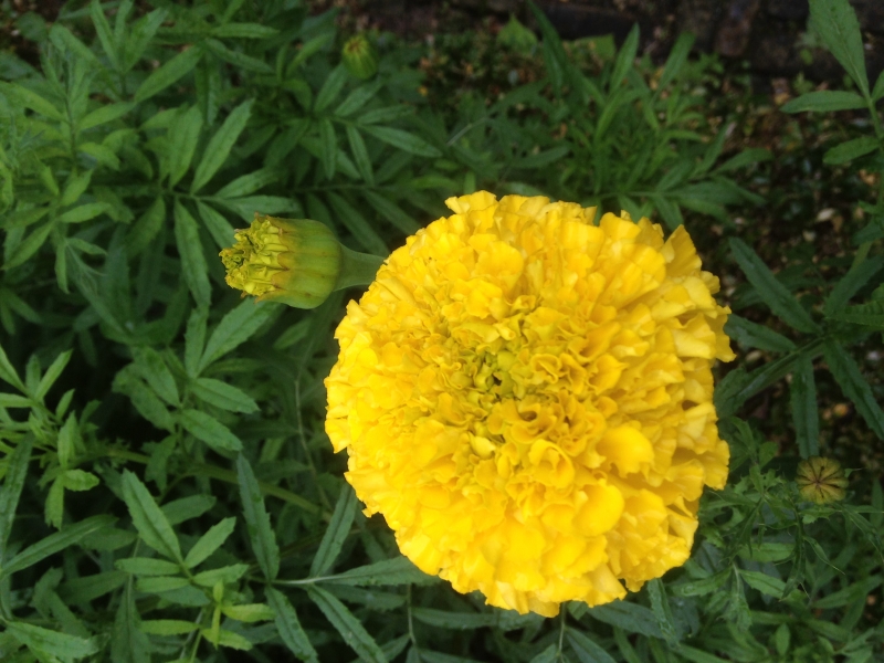 Tagetes erecta All double Yellow