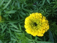 Tagetes erecta All double Yellow