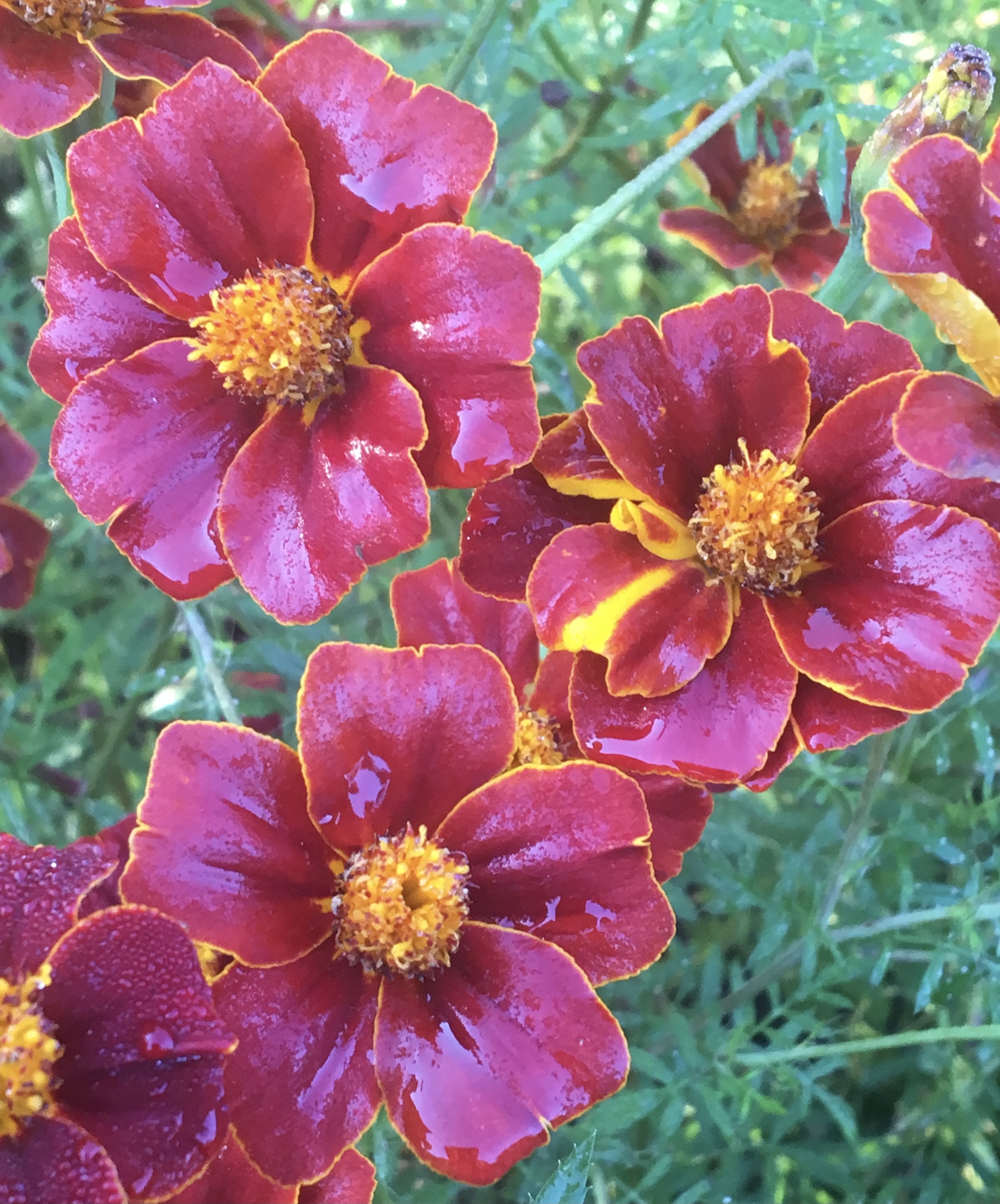 Tagetes linnaeus Glowing Embers