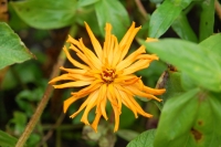 Zinnia elegans Cactus Flowered Mix