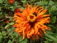 Zinnia elegans Cactus Flowered Mix
