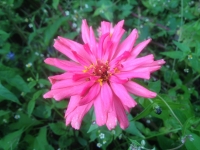 Zinnia elegans Cactus Flowered Mix