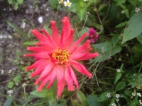 Zinnia elegans Cactus Flowered Mix