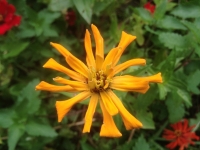 Zinnia elegans Cactus Flowered Mix