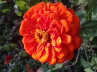 Zinnia elegans Oriole