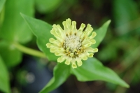 Zinnia elegans Envy
