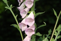 Digitalis purpurea