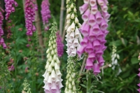 Digitalis purpurea