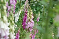 Digitalis purpurea