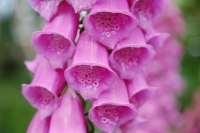 Digitalis purpurea