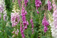 Digitalis purpurea