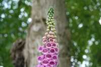 Digitalis purpurea
