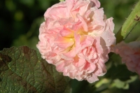 Alcea Chaters Double Salmon