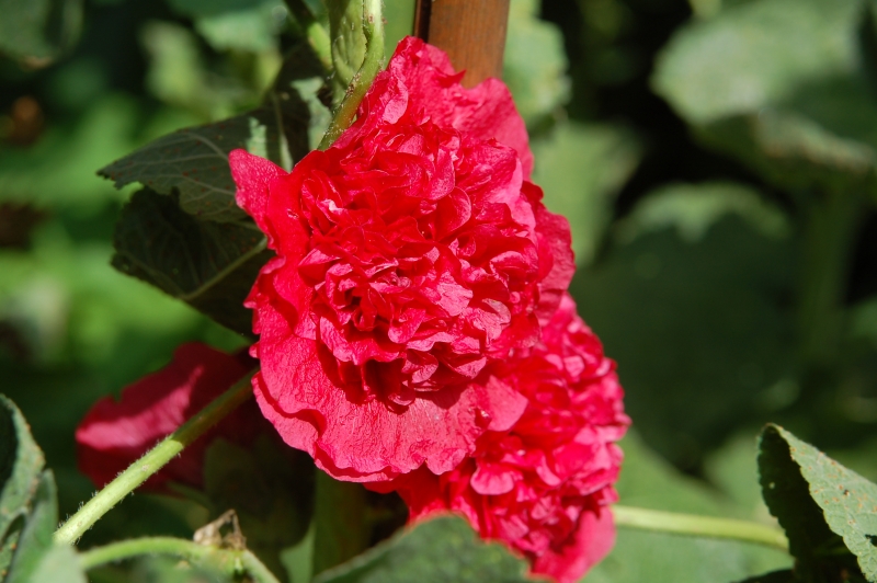 Alcea Chaters Double Red