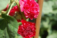 Alcea Chaters Double Red
