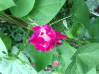 Ipomoea x Imperialis Sunrise Serenade