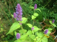 Agastache foeniculum Blue