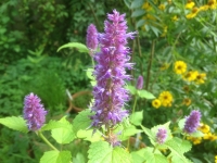 Agastache foeniculum Blue
