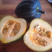 Cucurbita pepo Table Queen