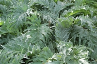 Cynara cardunculus Porto Spineless