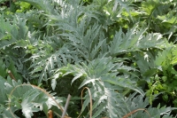 Cynara cardunculus Porto Spineless