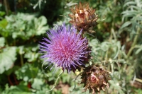 Cynara cardunculus Porto Spineless