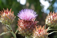 Cynara cardunculus Porto Spineless