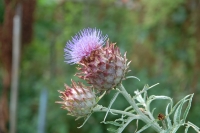 Cynara cardunculus Porto Spineless