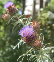 Cynara cardunculus Porto Spineless