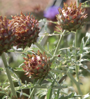 Cynara cardunculus Porto Spineless