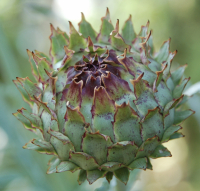 Cynara cardunculus Porto Spineless
