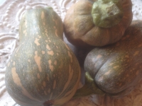 Cucurbita moschata Sucrine du Berry
