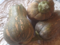Cucurbita moschata Sucrine du Berry