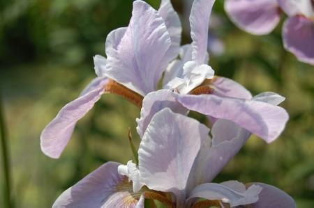 Iris sibirica hybriden