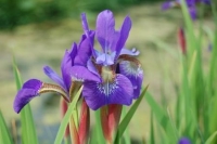 Iris sibirica hybriden