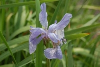 Iris sibirica hybriden