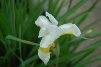Iris sibirica hybriden