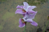 Iris sibirica hybriden