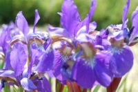 Iris sibirica hybriden