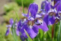 Iris sibirica hybriden