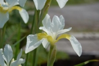Iris sibirica hybriden