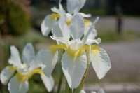 Iris sibirica hybriden