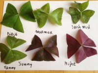 Oxalis triangularis 'Fanny'