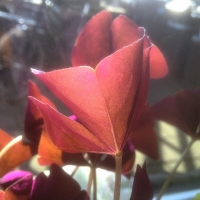 Oxalis triangularis 'Mijke'
